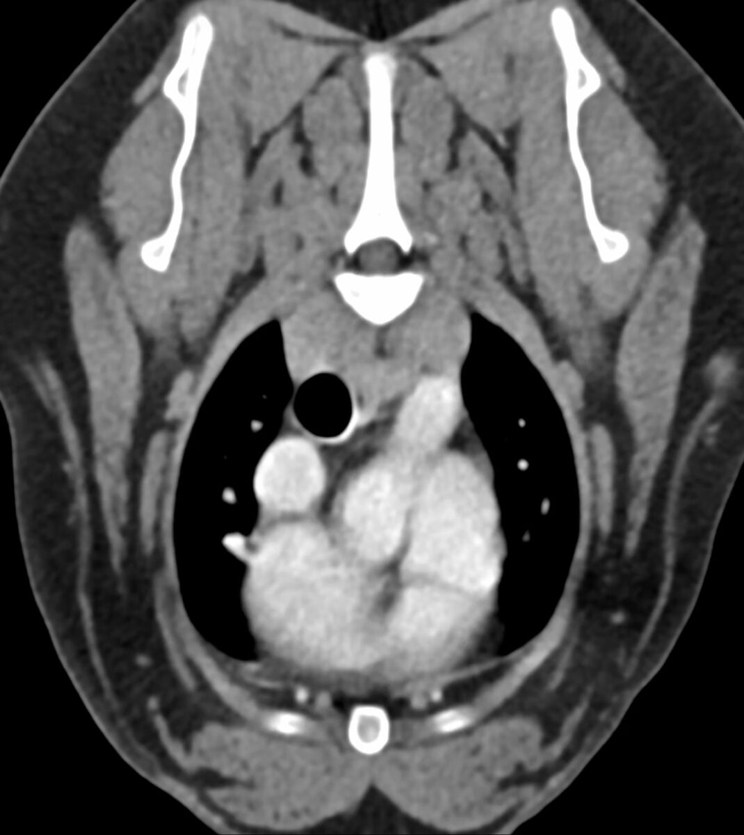 CT-Aufnahme der französischen Bulldogge Freya mit Hämatochezie